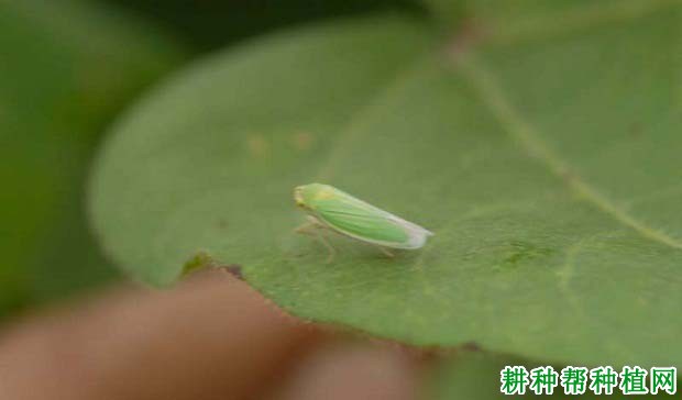 种棉花如何防治大青叶蝉虫(种棉花如何防治大青叶蝉子)